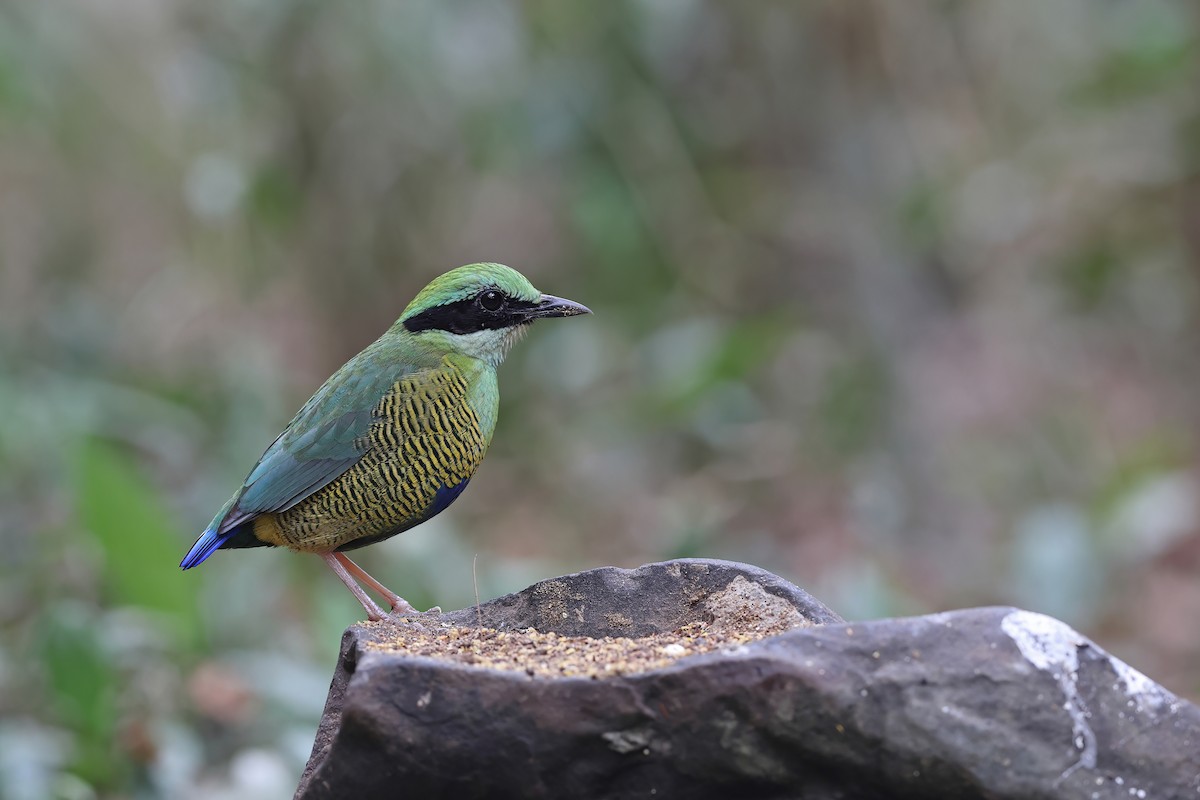 Bar-bellied Pitta - ML642376005
