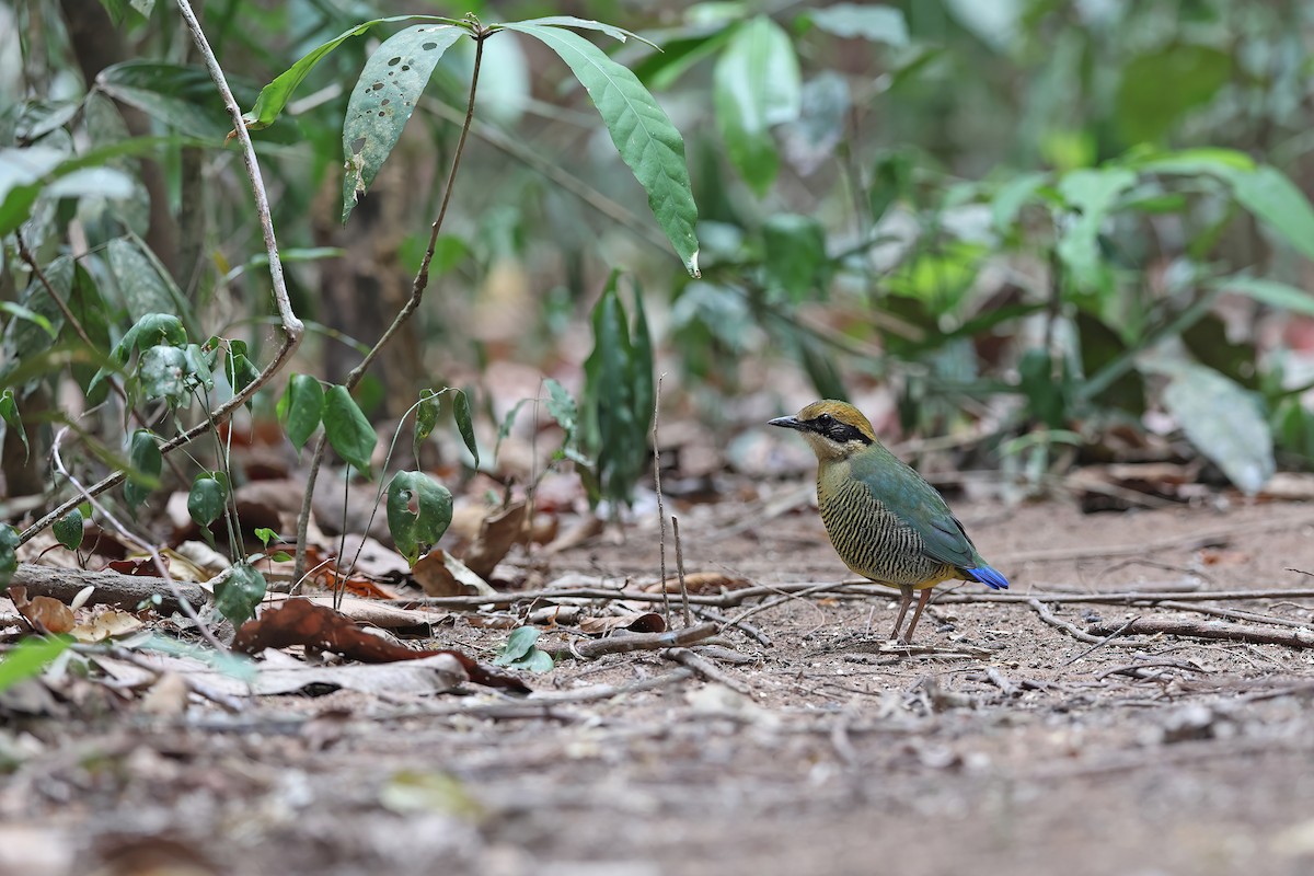 Bar-bellied Pitta - ML642376006