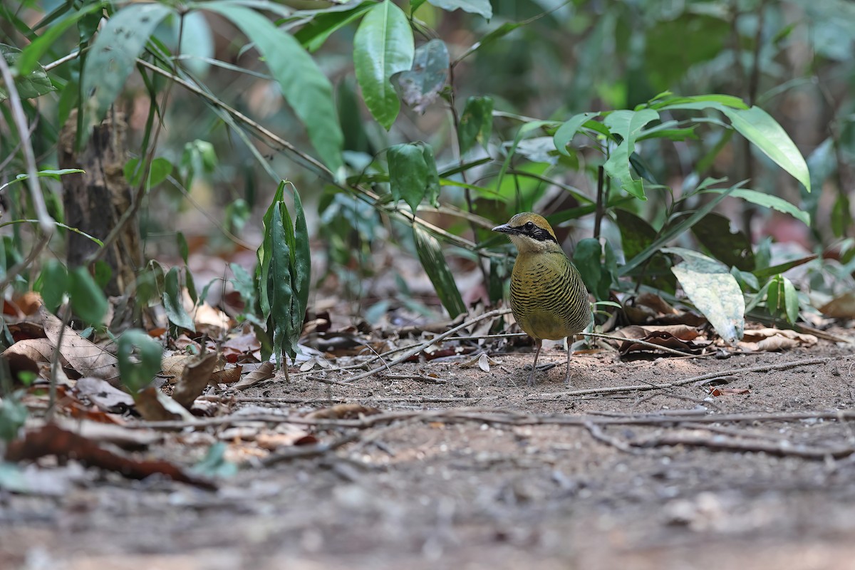 Bar-bellied Pitta - ML642376007