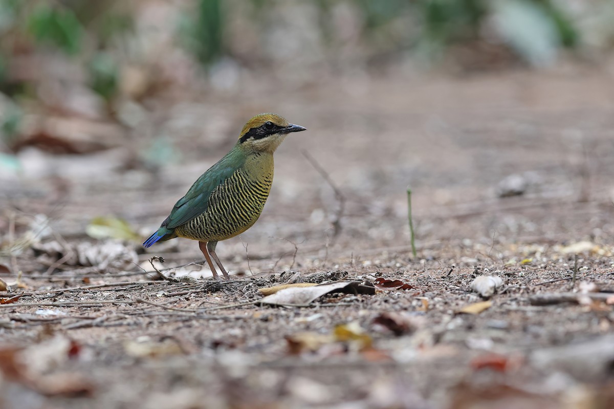 Bar-bellied Pitta - ML642376008