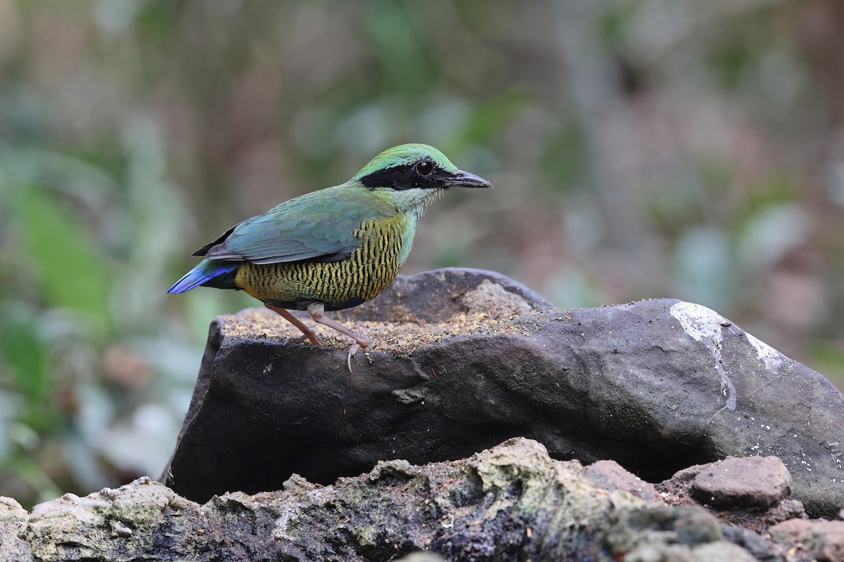 Bar-bellied Pitta - ML642376009
