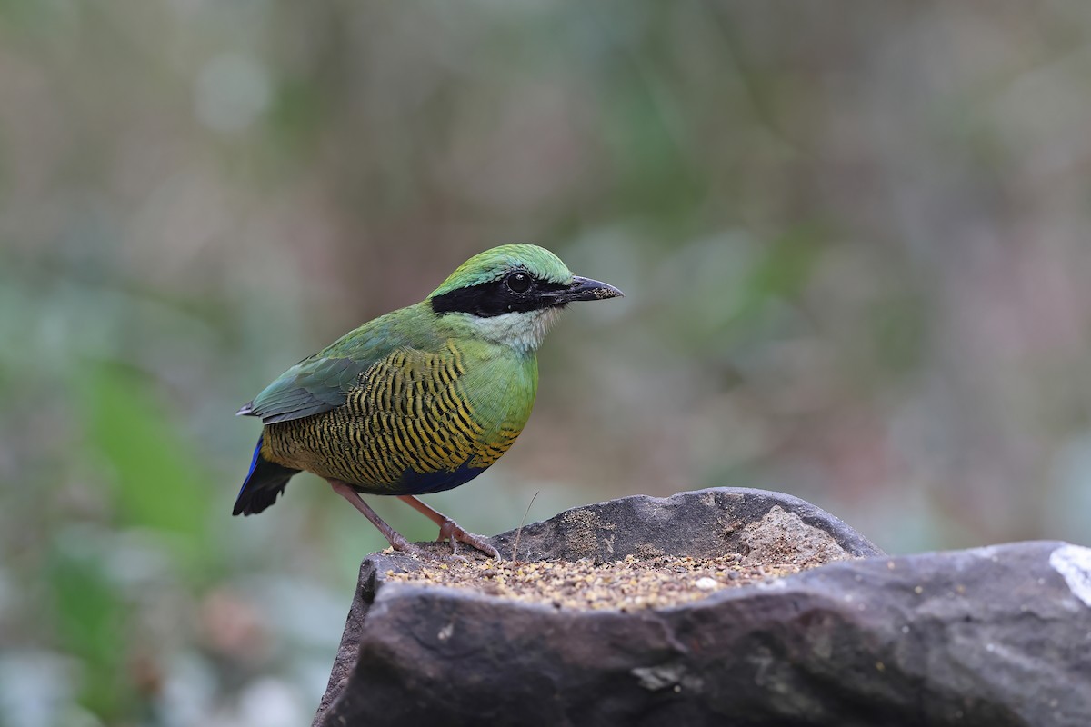 Bar-bellied Pitta - ML642376010