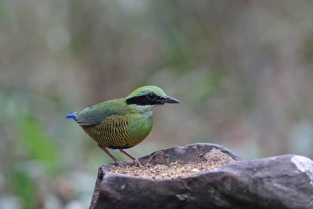 Bar-bellied Pitta - ML642376011