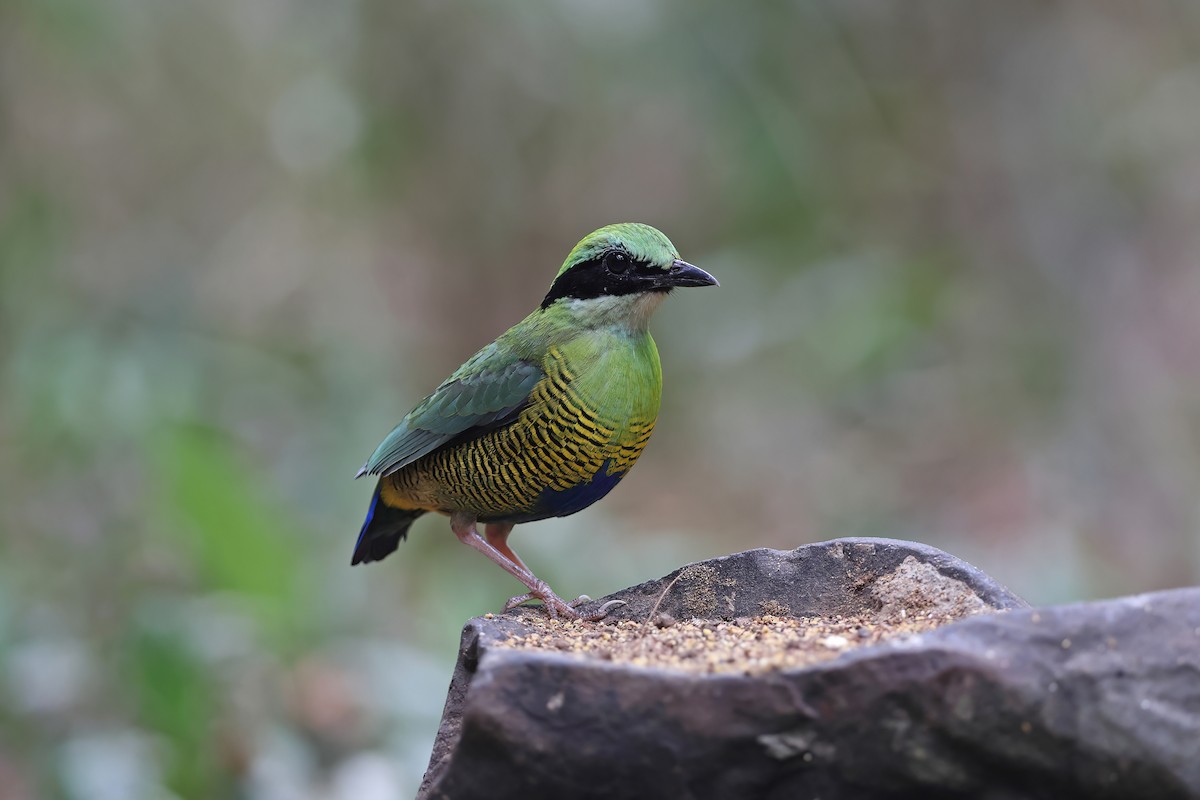 Bar-bellied Pitta - ML642376012