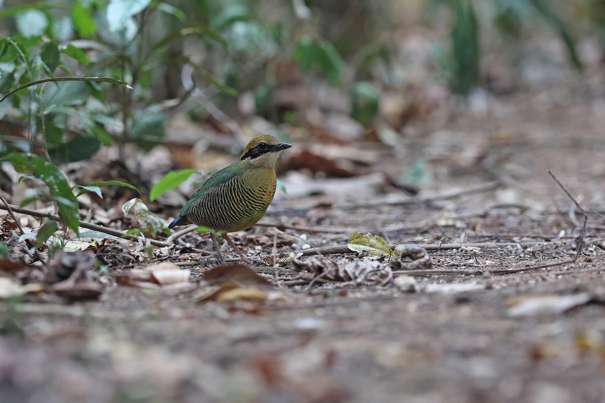 Bar-bellied Pitta - ML642376013