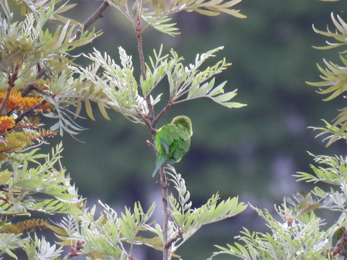 Plain Parakeet - ML642376014
