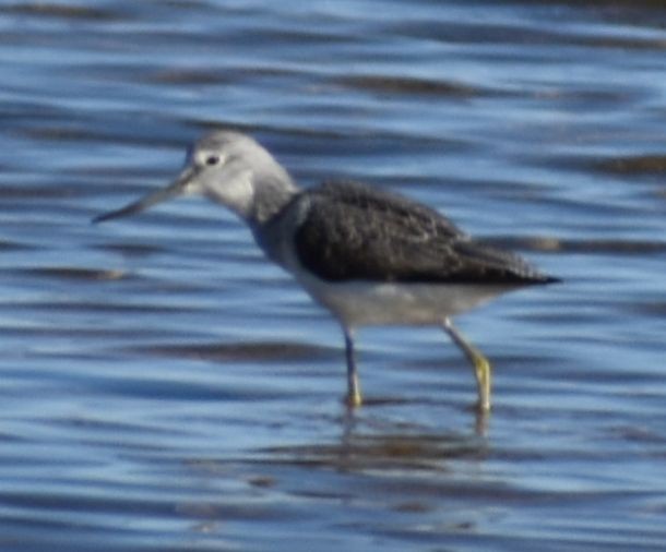 Common Greenshank - ML642376016