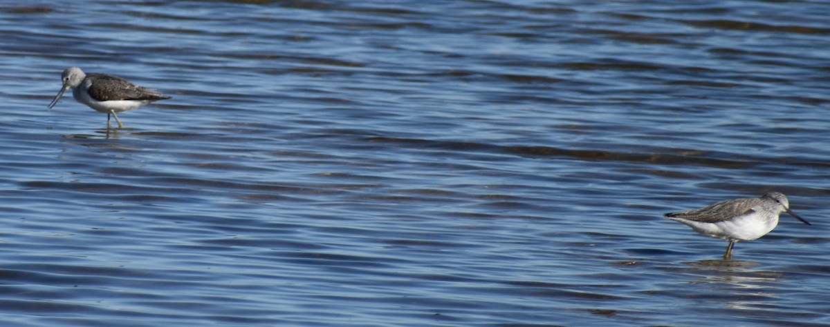 Common Greenshank - ML642376018