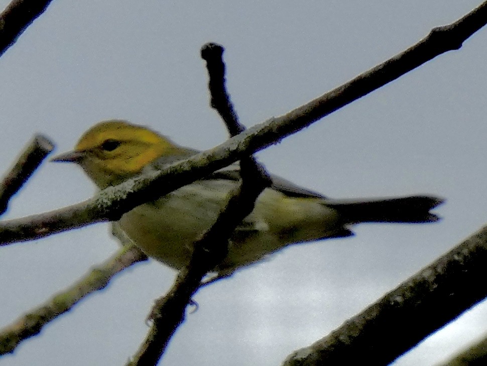 Black-throated Green Warbler - ML642376019