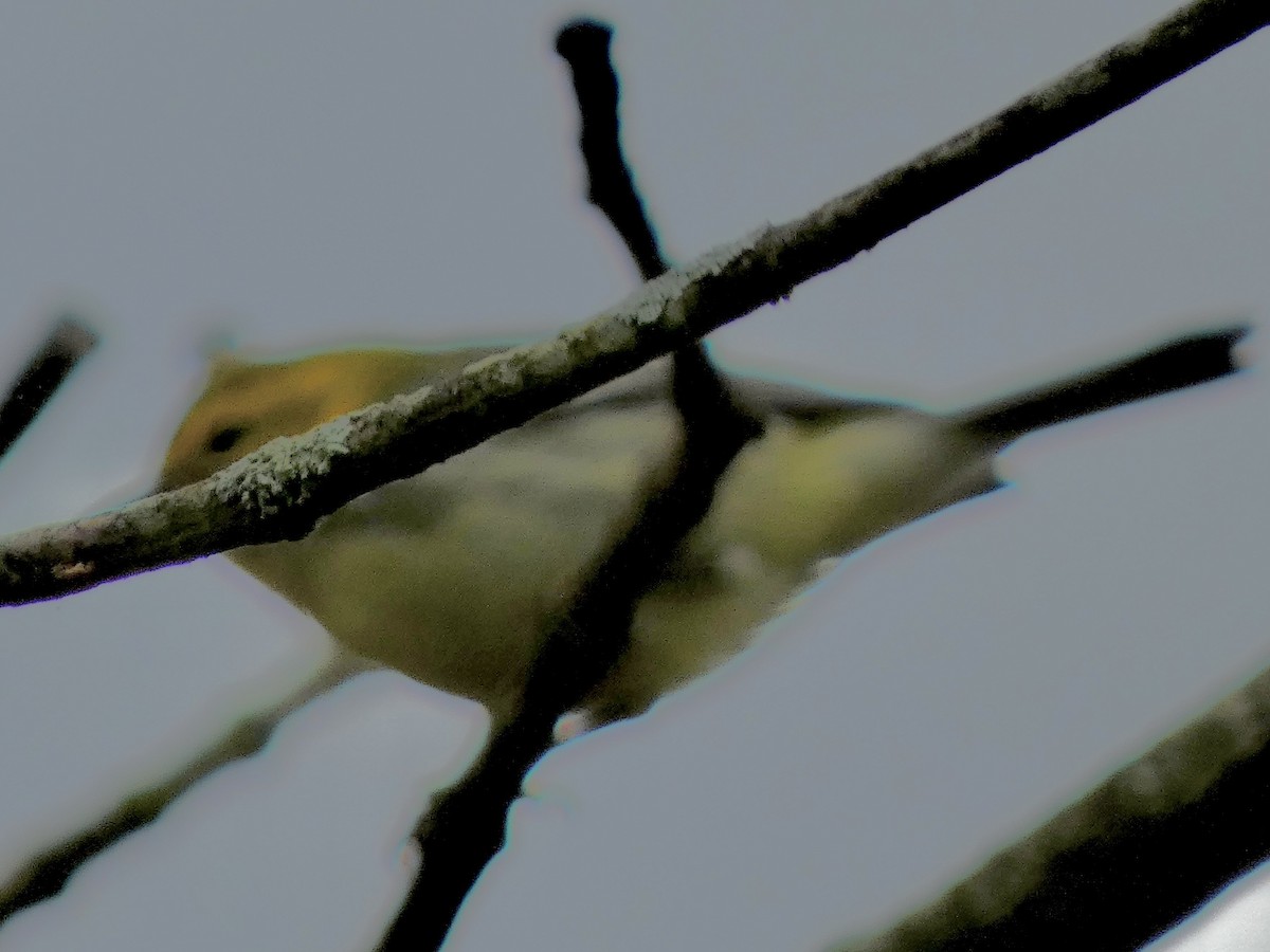 Black-throated Green Warbler - ML642376020