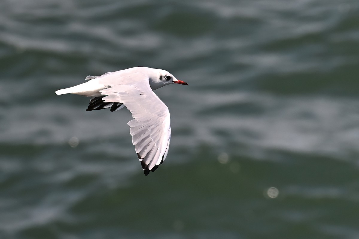 Black-headed Gull - ML642376021