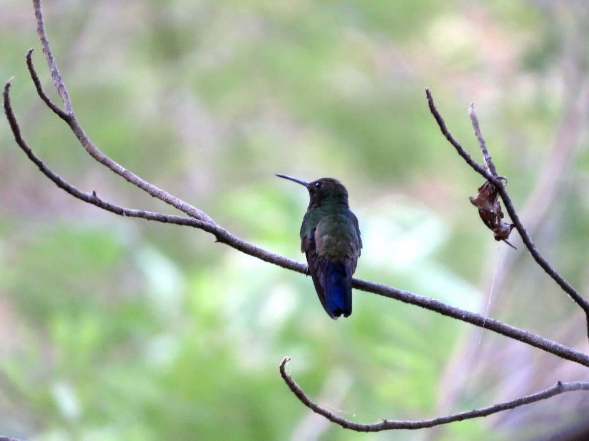 Blue-vented Hummingbird - ML642376022