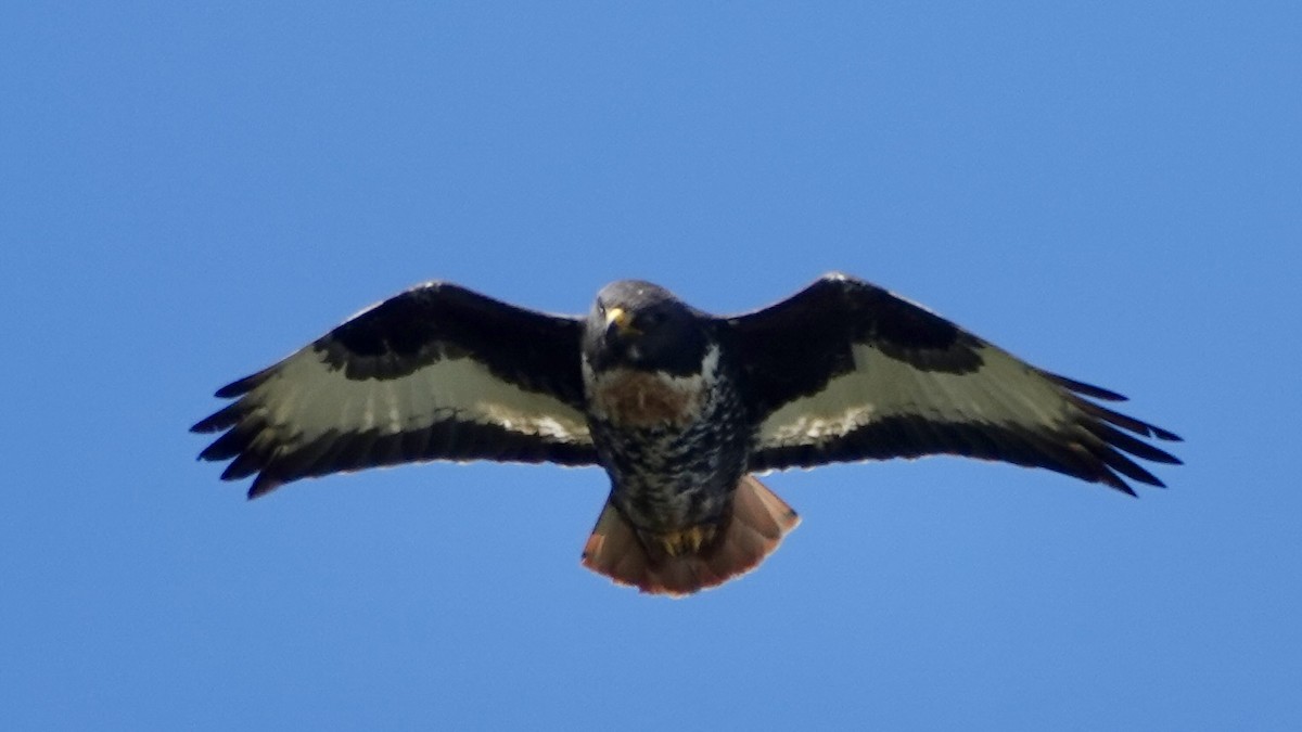 Jackal Buzzard - ML642376023