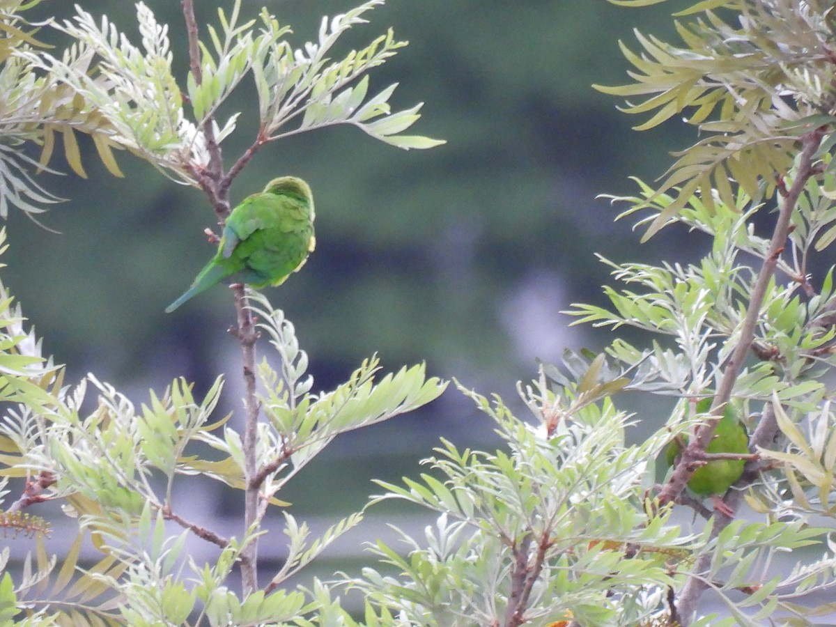 Plain Parakeet - ML642376024