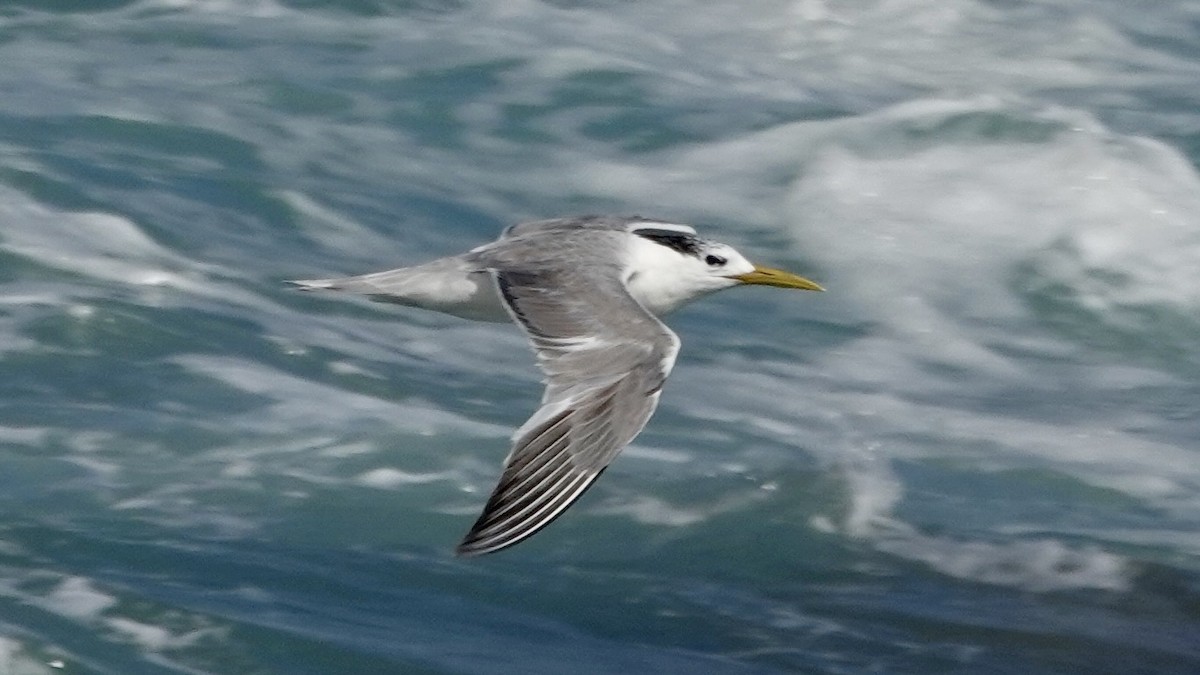 Great Crested Tern - ML642376026