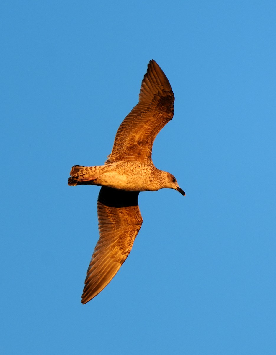 Lesser Black-backed Gull - ML642376027