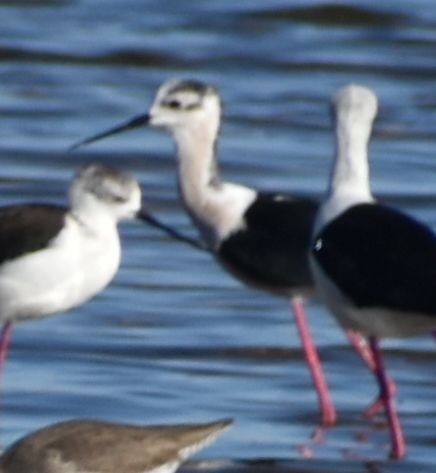 Black-winged Stilt - ML642376028