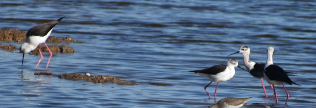 Black-winged Stilt - ML642376029