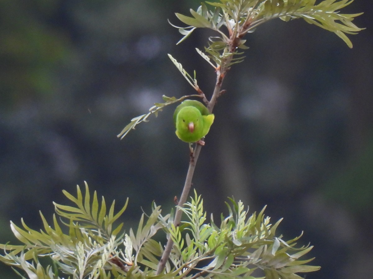 Plain Parakeet - ML642376030