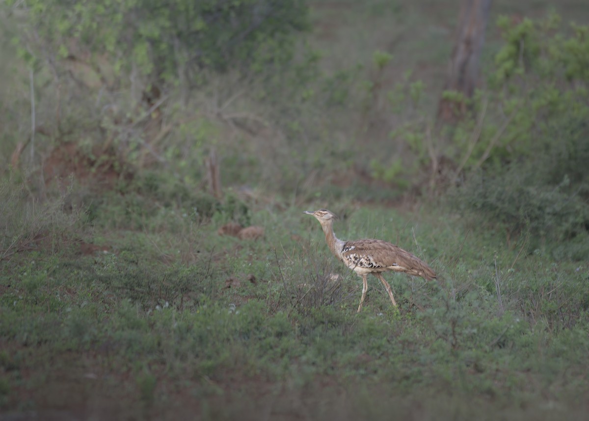 Kori Bustard - ML642376037