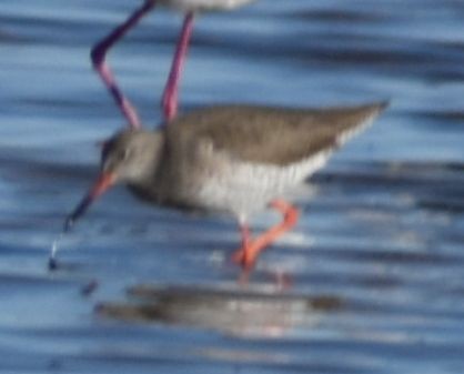 Common Redshank - ML642376038