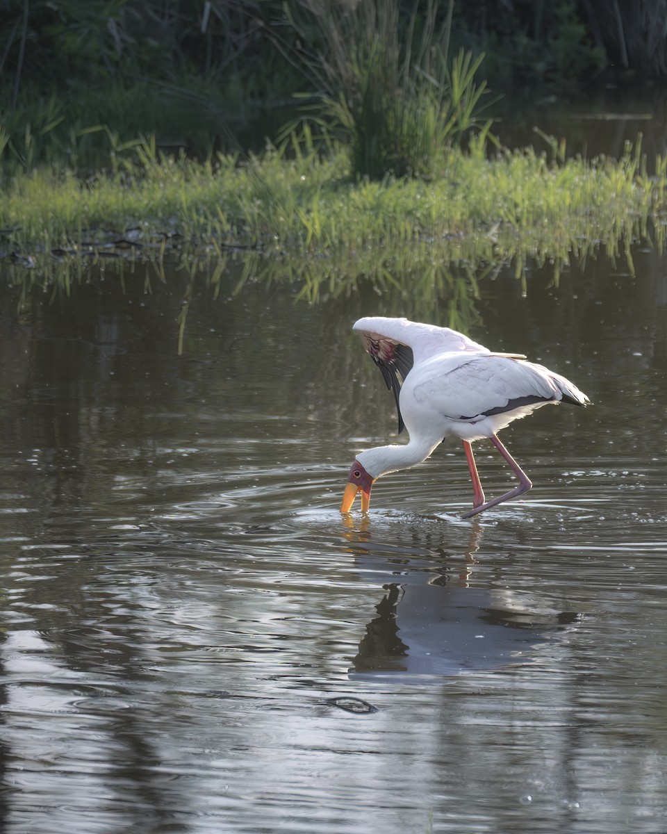 Yellow-billed Stork - ML642376042