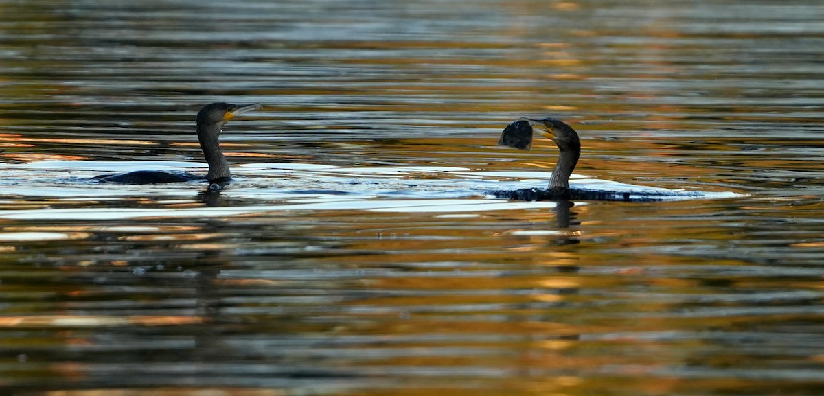 Great Cormorant - ML642376043