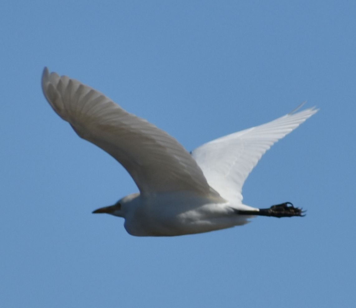 Western Cattle-Egret - ML642376044