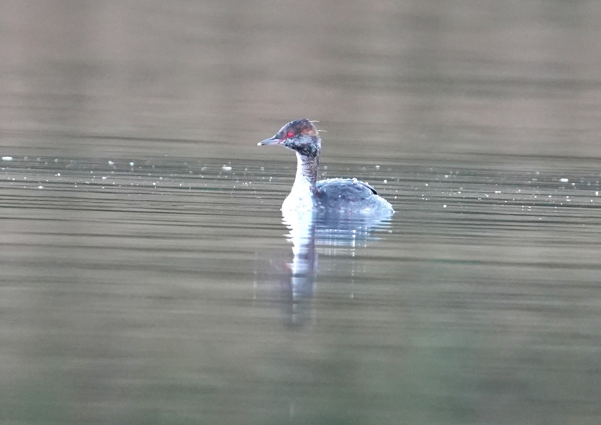 Horned Grebe - ML642376046