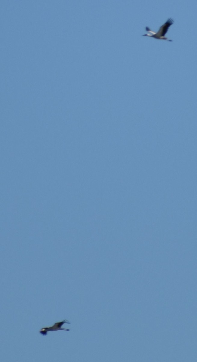 White Stork - ML642376050