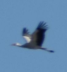 White Stork - ML642376051