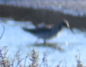 Kuliska (Tringa) sp. - ML642376087