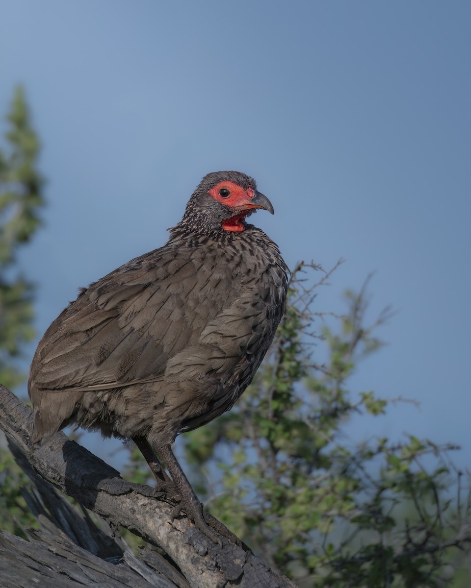 Swainson's Spurfowl - ML642376106