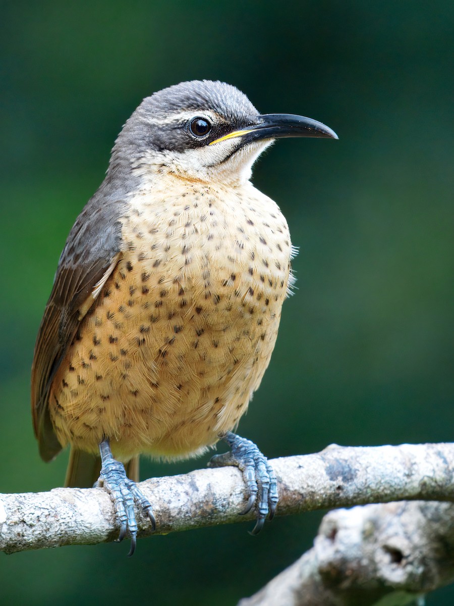 Victoria's Riflebird - ML642376115