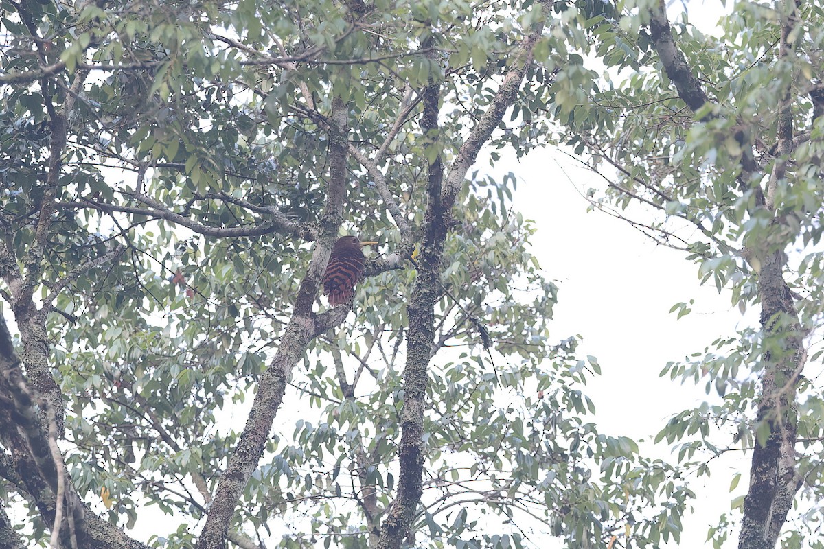 Bay Woodpecker - ML642376125
