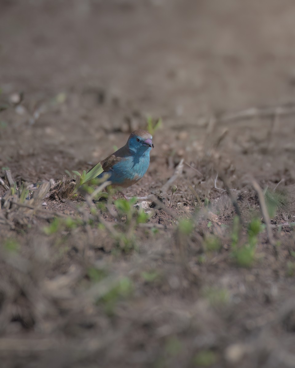 Southern Cordonbleu - ML642376127