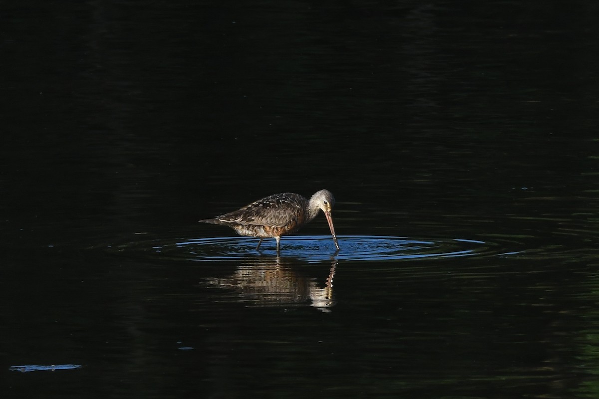 Hudsonian Godwit - ML642376134