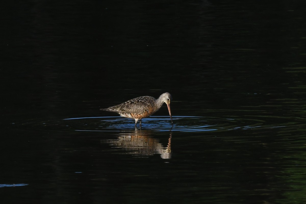 Hudsonian Godwit - ML642376135