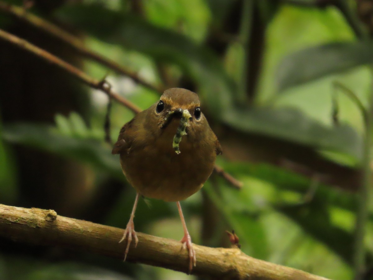 Snowy-browed Flycatcher - ML642376139