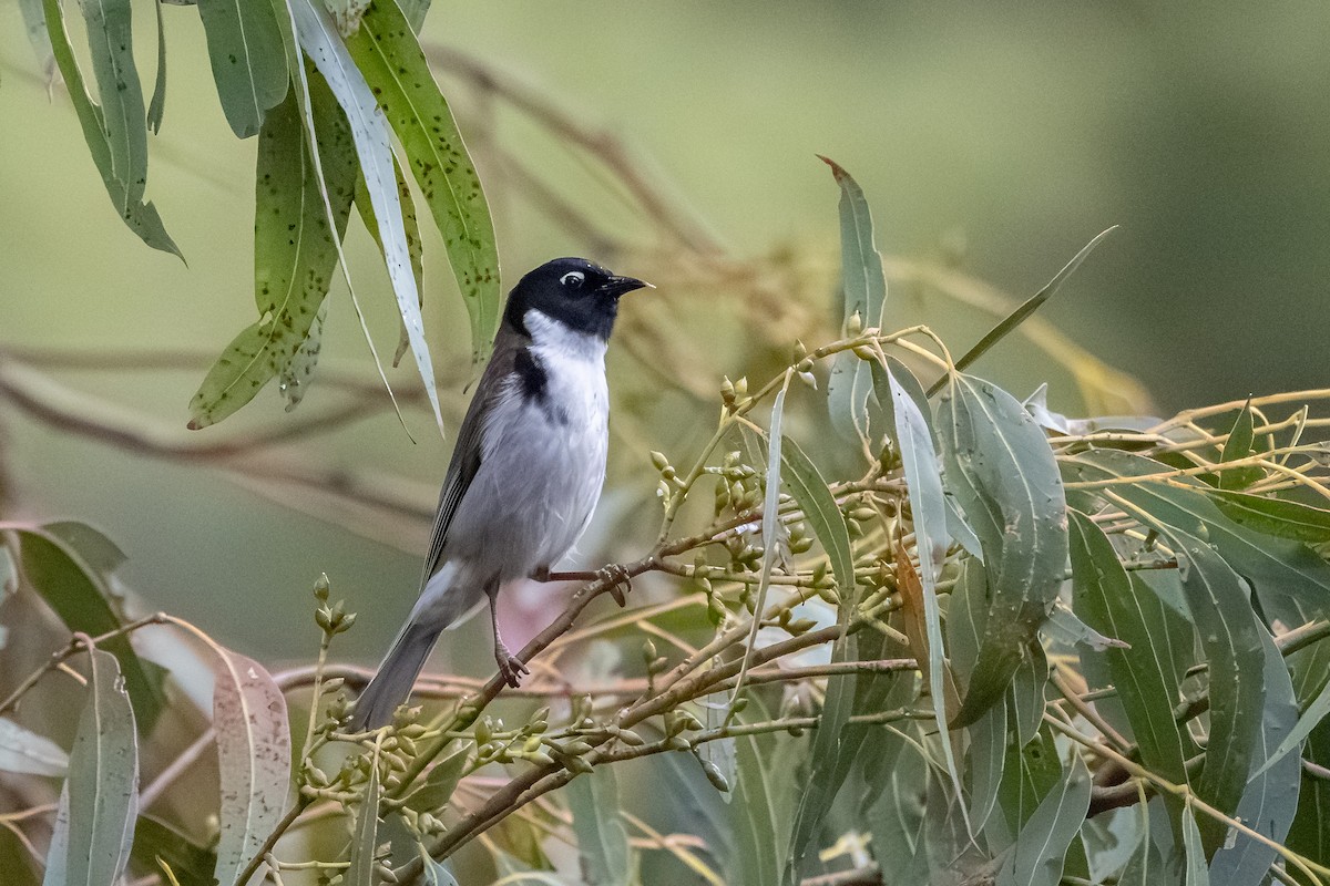 Black-headed Honeyeater - ML642376140
