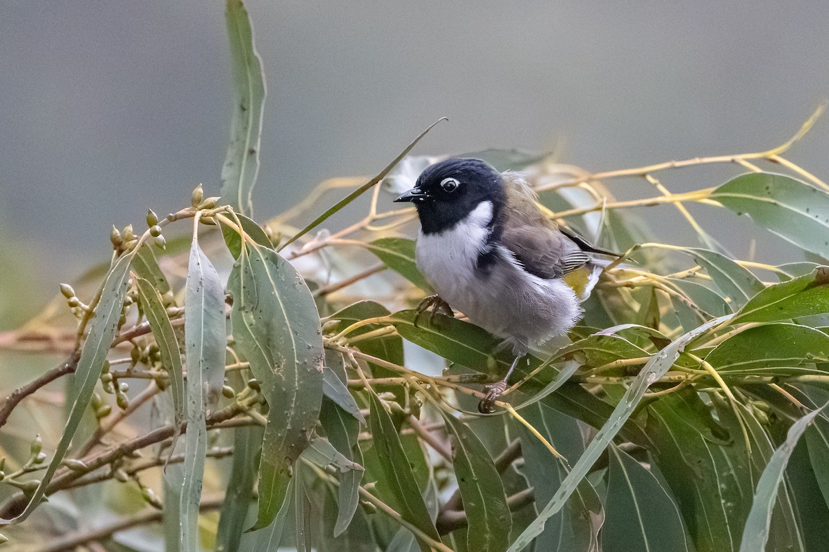 Black-headed Honeyeater - ML642376141