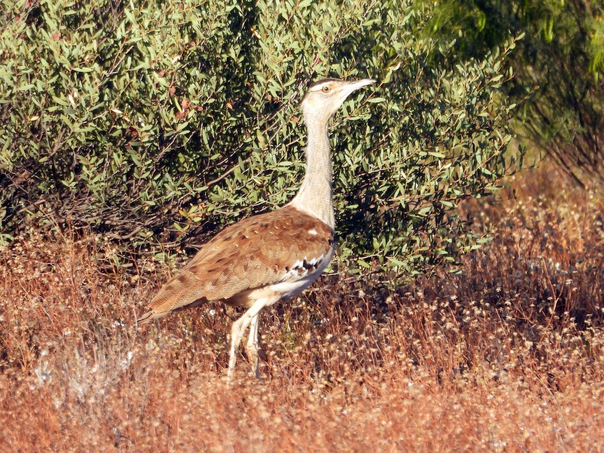Australian Bustard - ML642376142