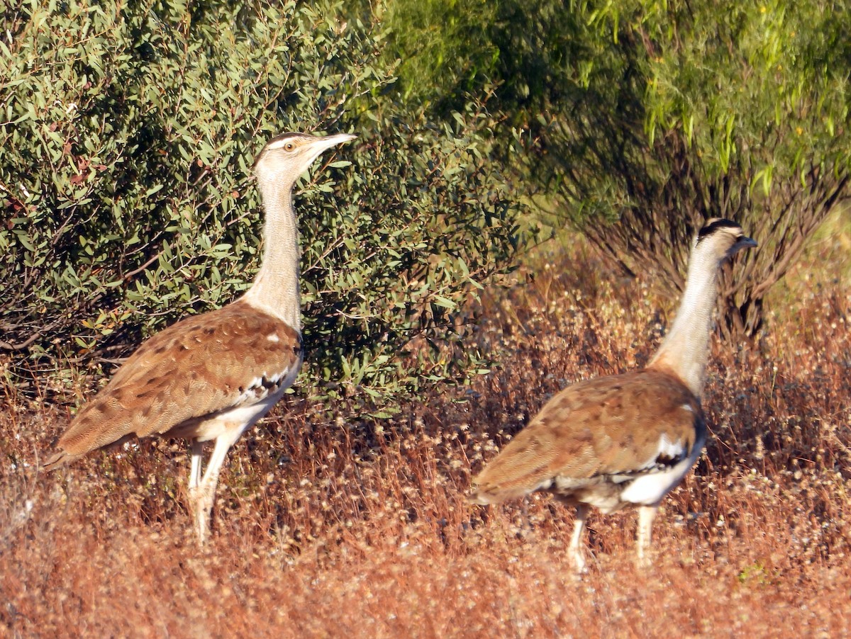 Australian Bustard - ML642376143
