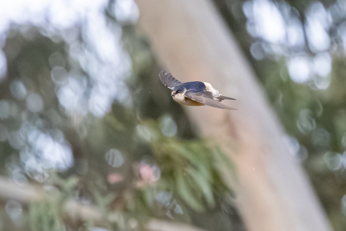Tree Martin - ML642376145
