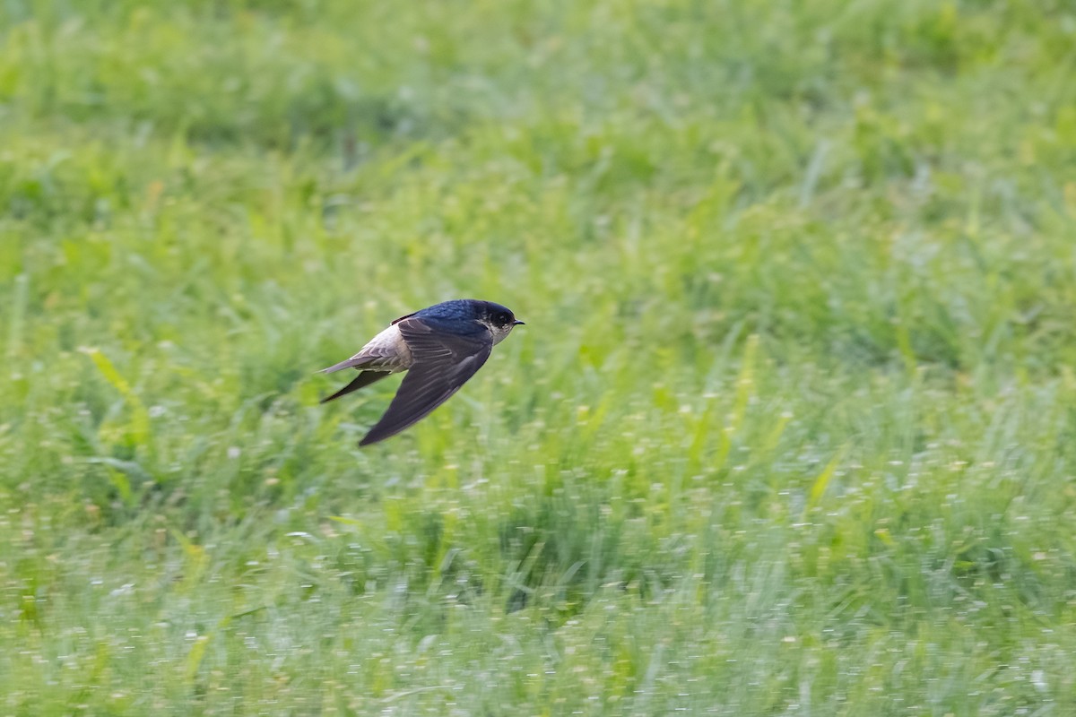 Tree Martin - ML642376146