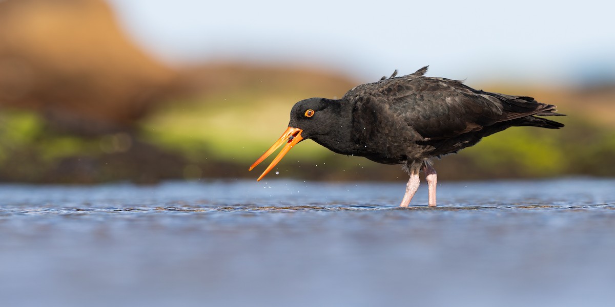 Sooty Oystercatcher - ML642376147