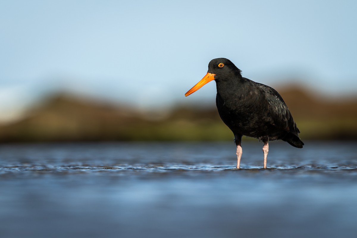 Sooty Oystercatcher - ML642376148