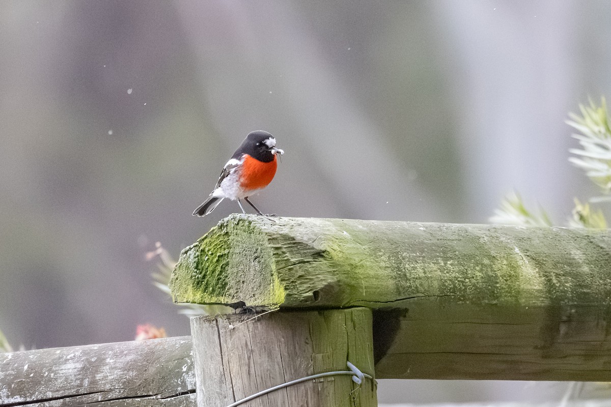 Scarlet Robin - ML642376149