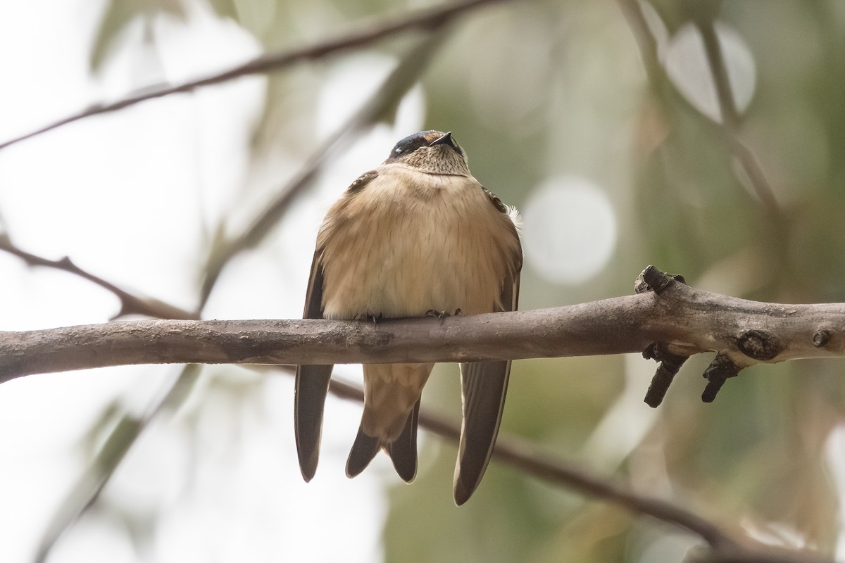 Tree Martin - ML642376152