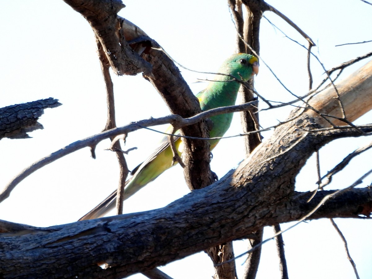 Mulga Parrot - ML642376153